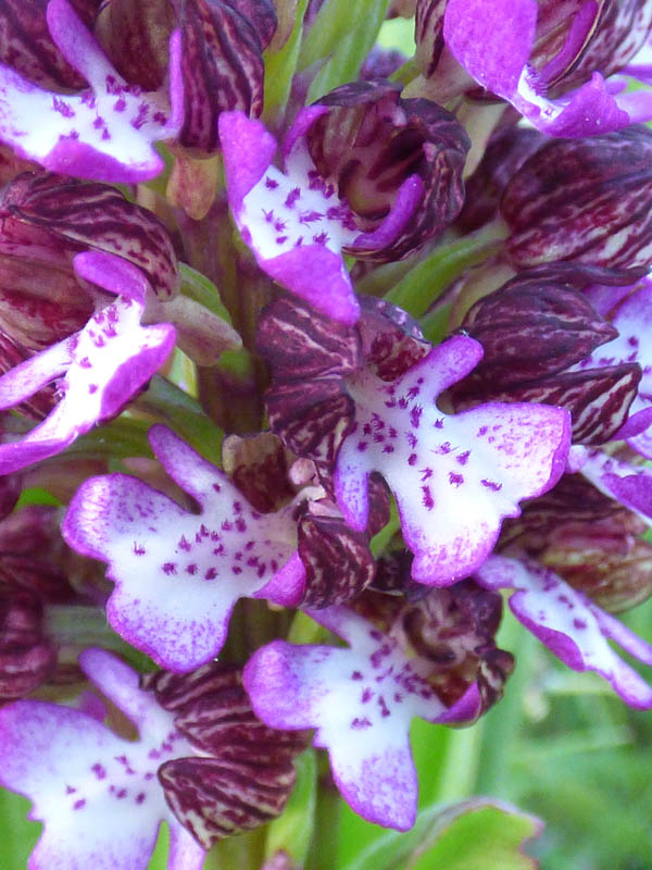 Orchis purpurea